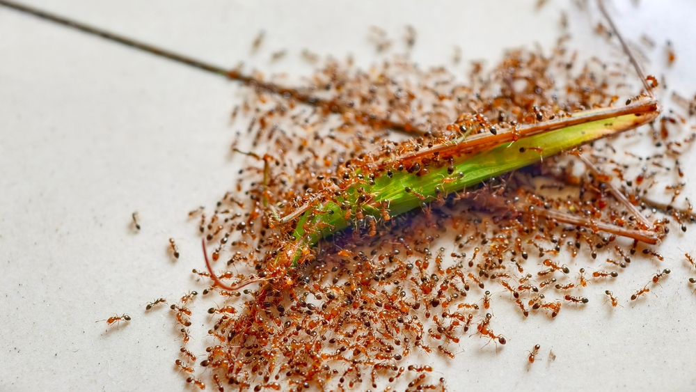 An ant infestation in a home during summer over a piece of food.