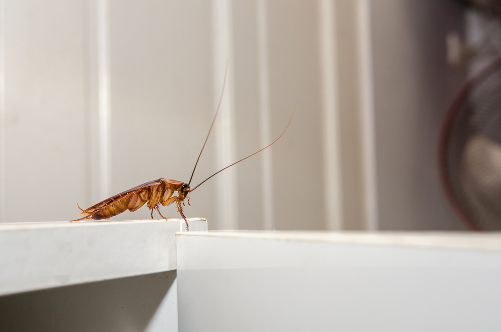 Do cockroaches come in summer? A cockroach stands at the edge of a table in warm light.