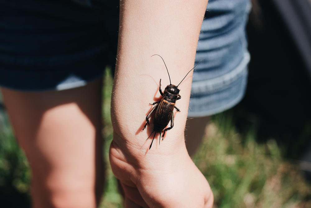 A cockroach crawling up a child's arm in the summer sun.