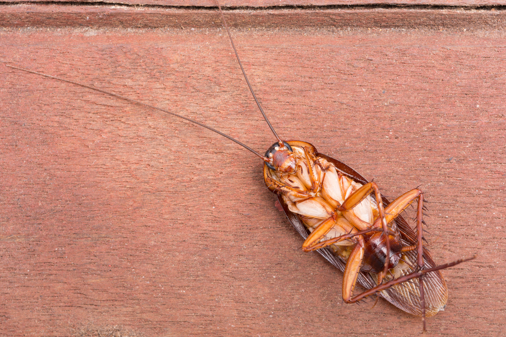 A dead cockroach on its back. 