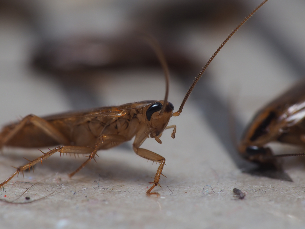 A close-up of a German cockroach in a kitchen showing the y need cockroach prevention pest control.