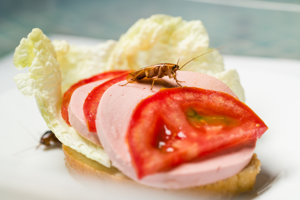 A cockroach on top of a freshly made sandwich showing the need for urgent cockroach prevention tactics.