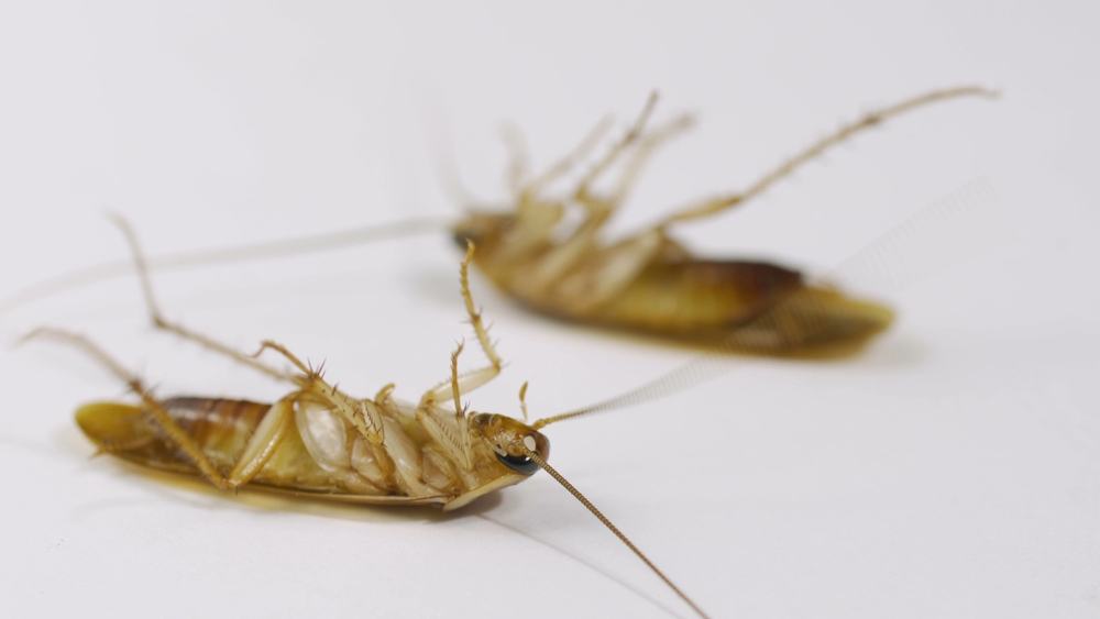 Two German cockroaches on their back after effective cockroach pest control.