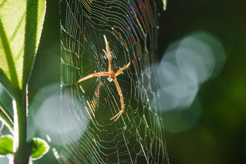 An orb spider in it's web in a garden. A orb spider is not considered dangerous spiders in Australia.