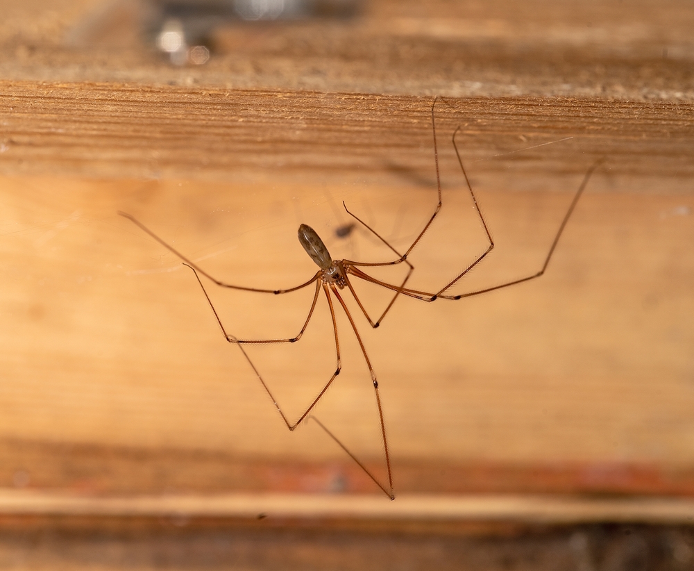 A Daddy Long Legs spider crawling on a wooden surface. 