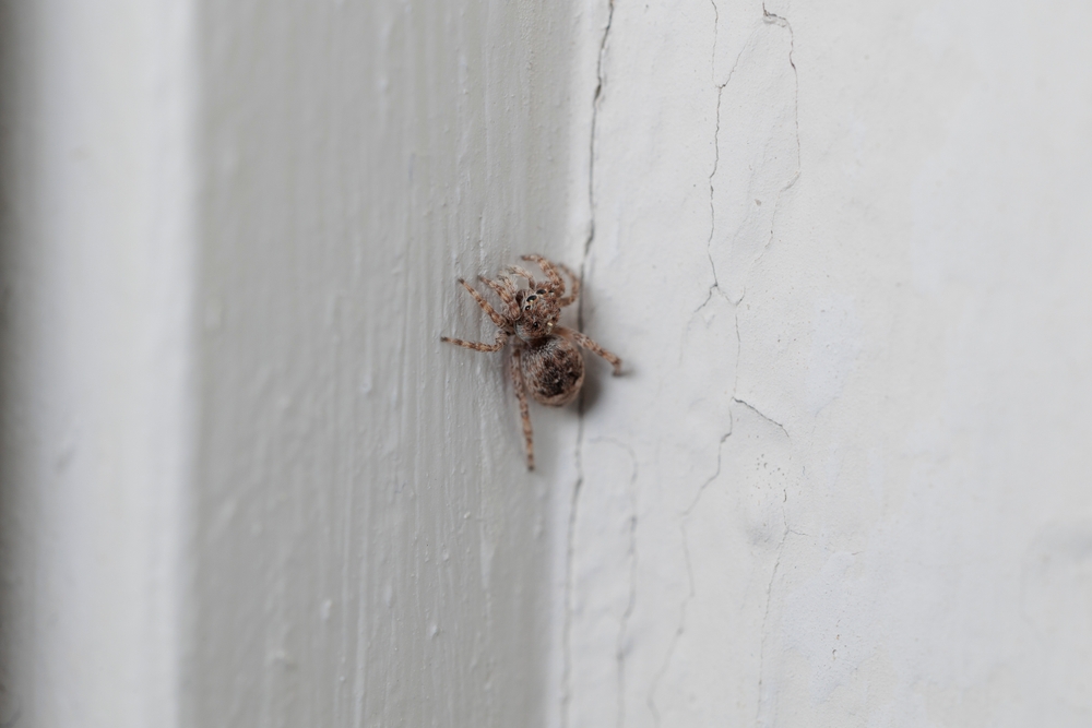 A small house spider in the corner crawling up the wall. 