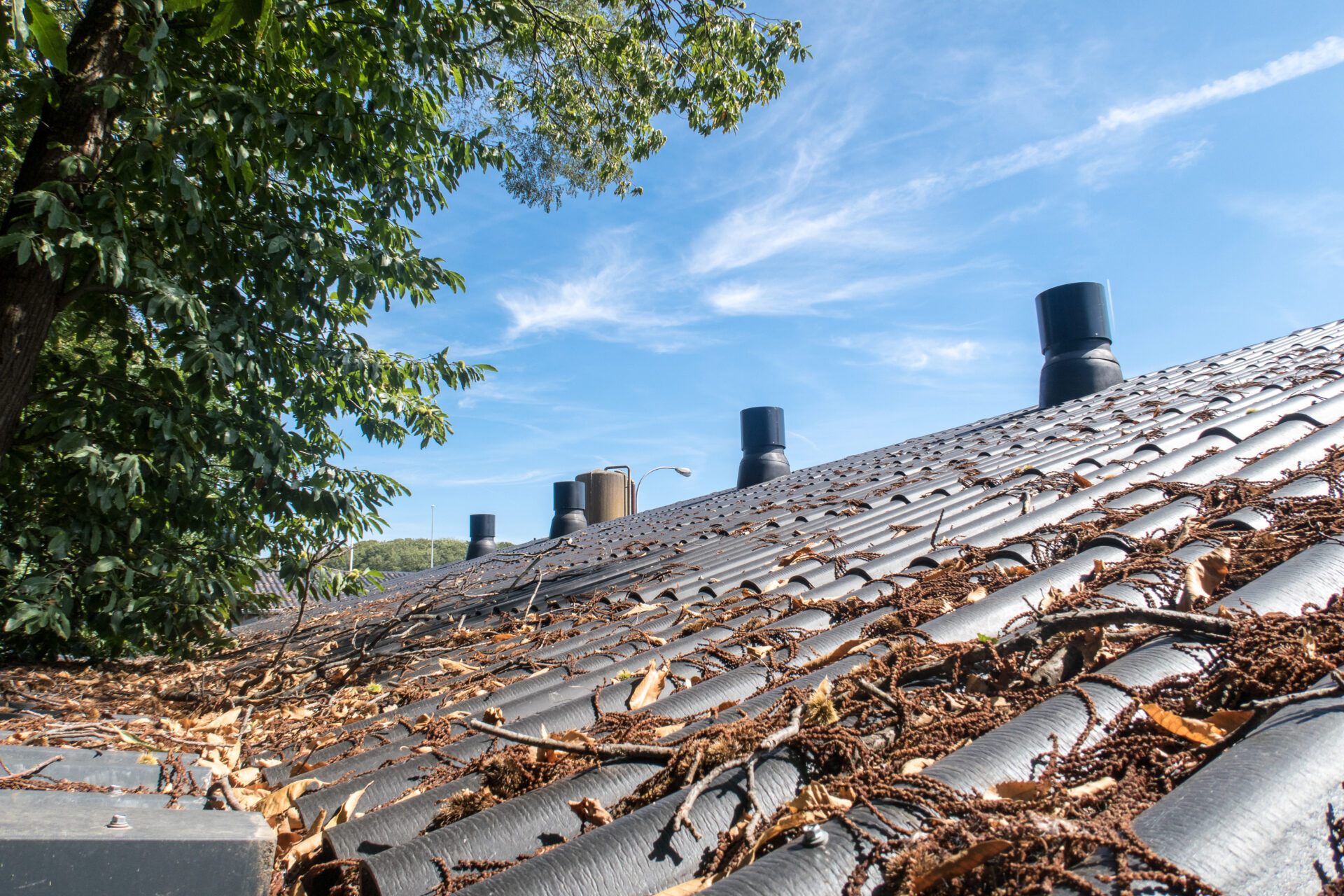 Overhanging tree branches and autumn leaf litter on a tiled roof, showing a common "pest highway" into a ceiling cavity.