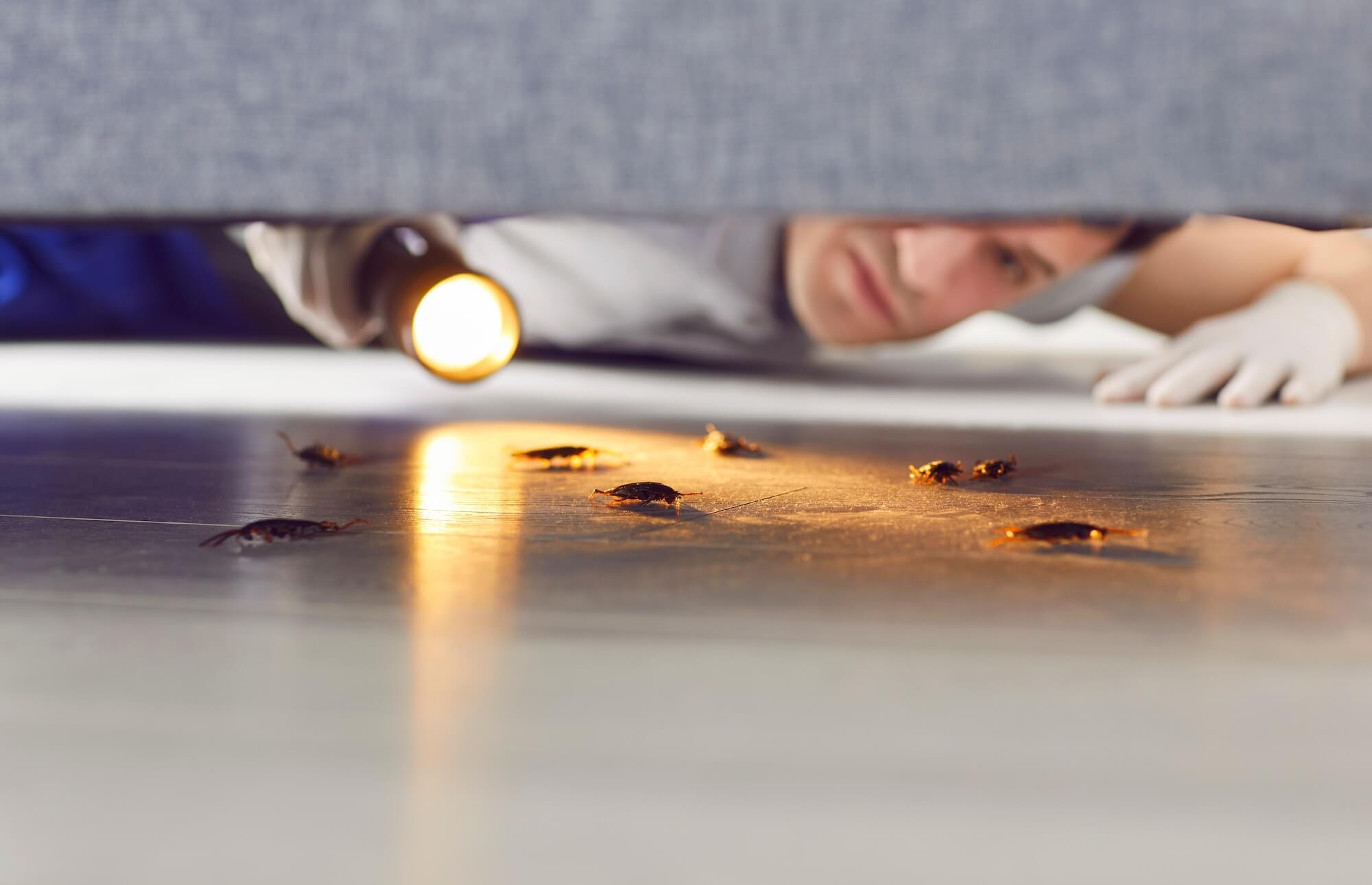 Protect Your Home Today with Blue Chip Termite Inspections 