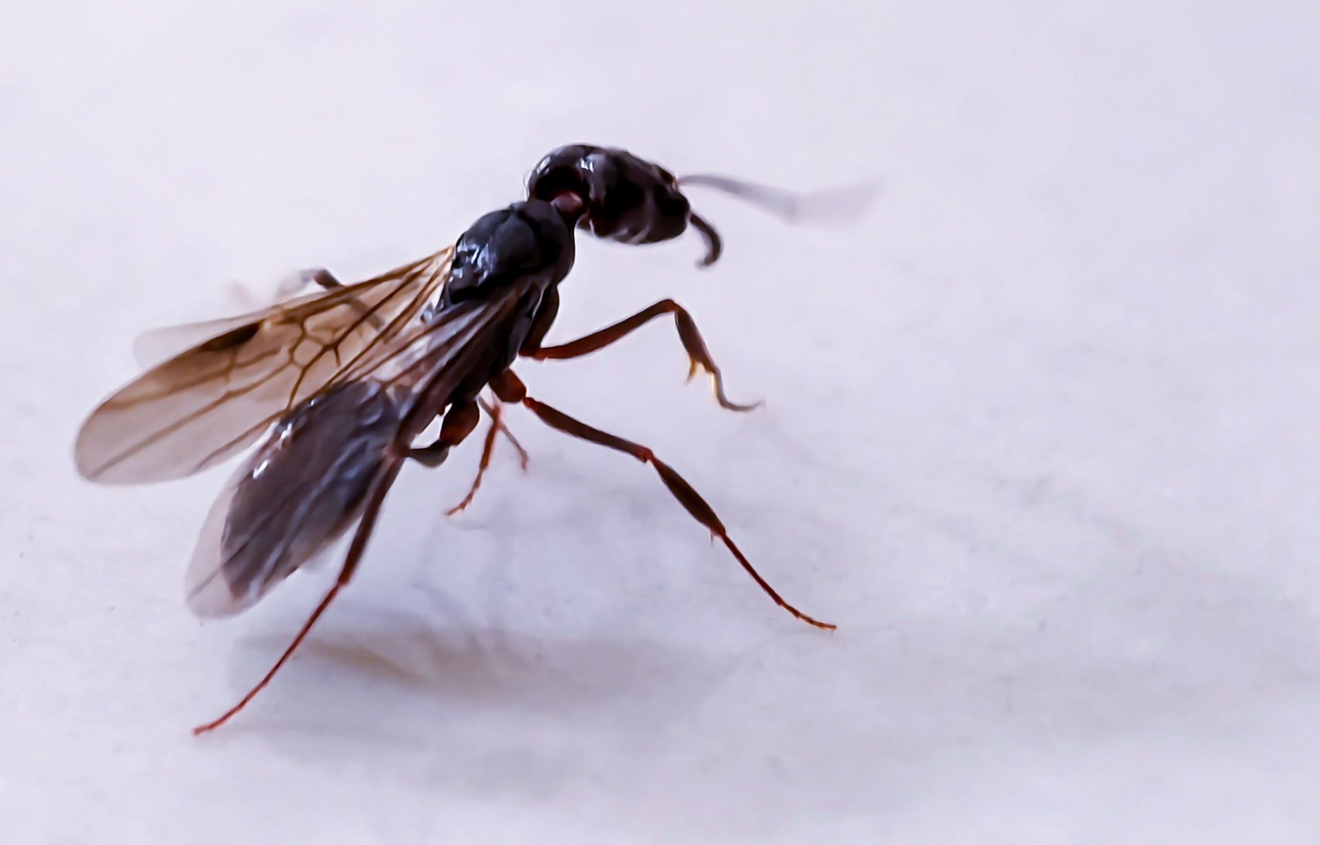 Close-up of a winged termite swarmer in Brisbane