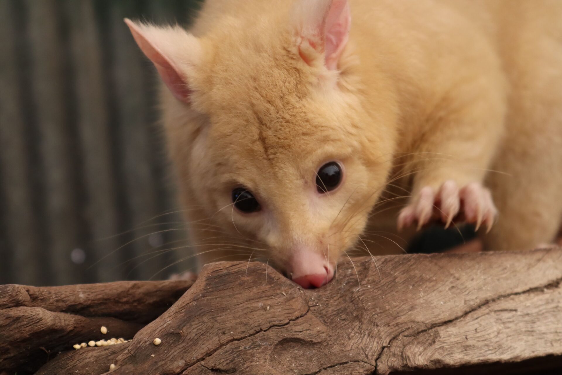 Close-up of a possum climbing on roof void timber