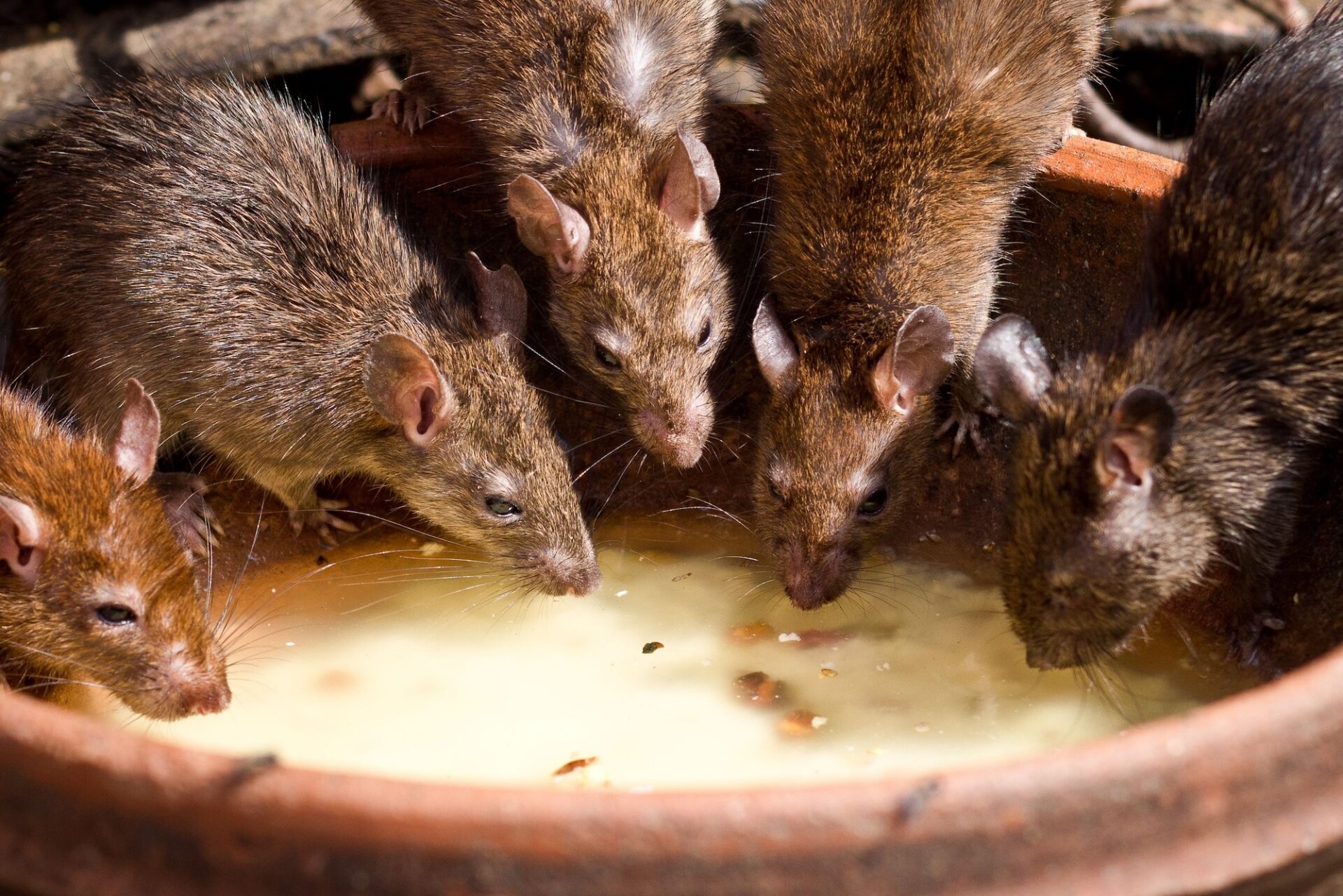 Group of roof rats requiring professional rat pest control